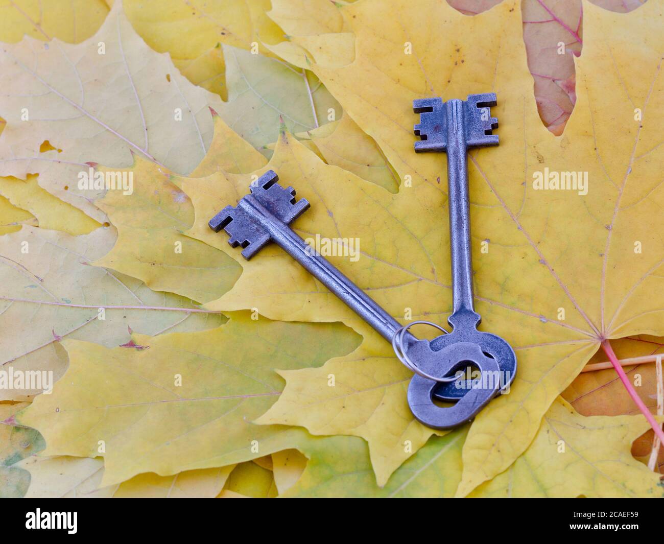 Antiche chiavi giacciono su foglie di acero giallo autunno Foto Stock