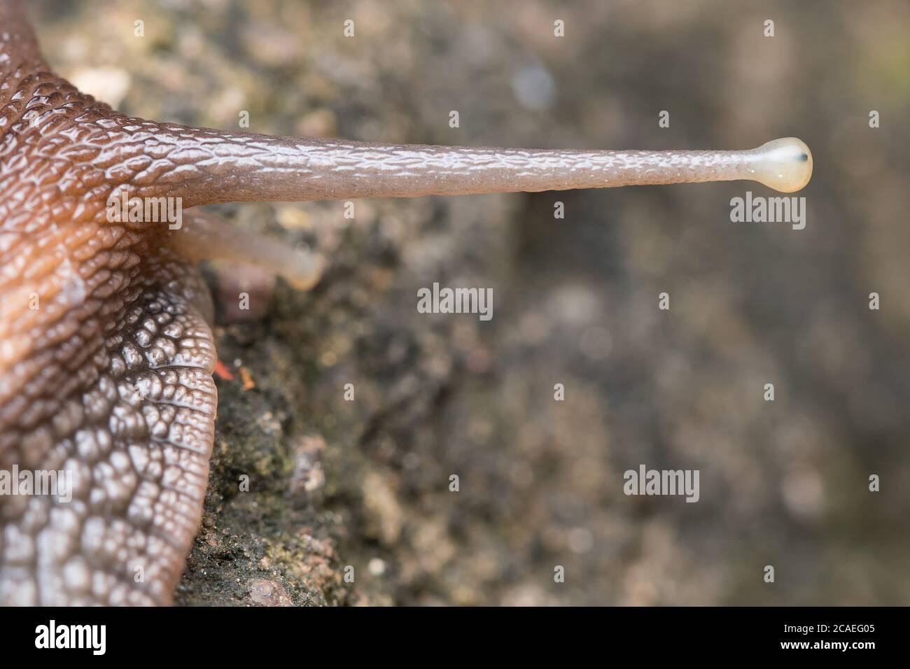 Foto di primo piano che mostra l'anatomia dell'occhio e dell'occhio della lumaca gigante africana (Achatina fulica) Foto Stock