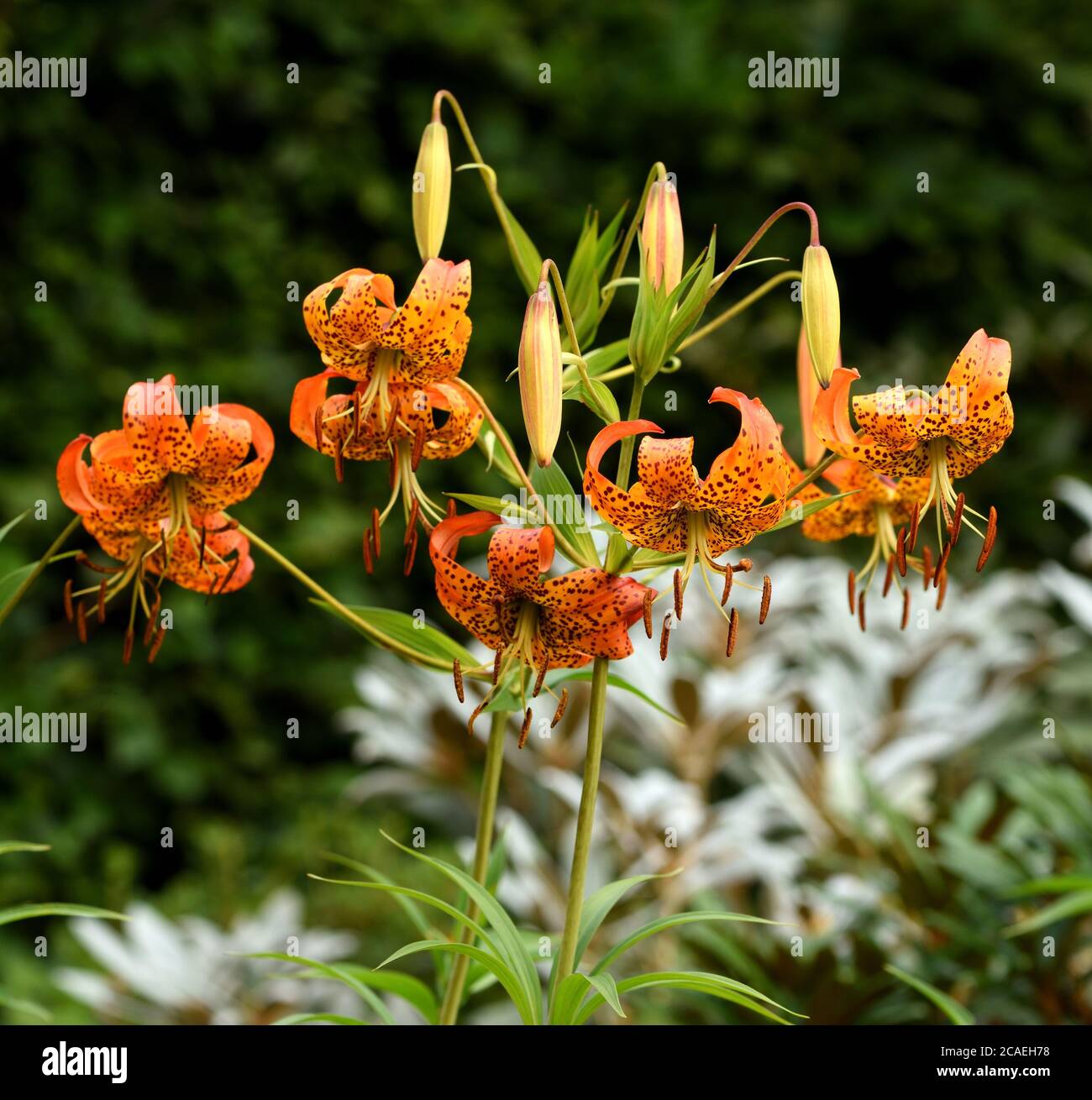 Un grappolo di fiori d'arancio del giglio americano della tigre. Foto Stock