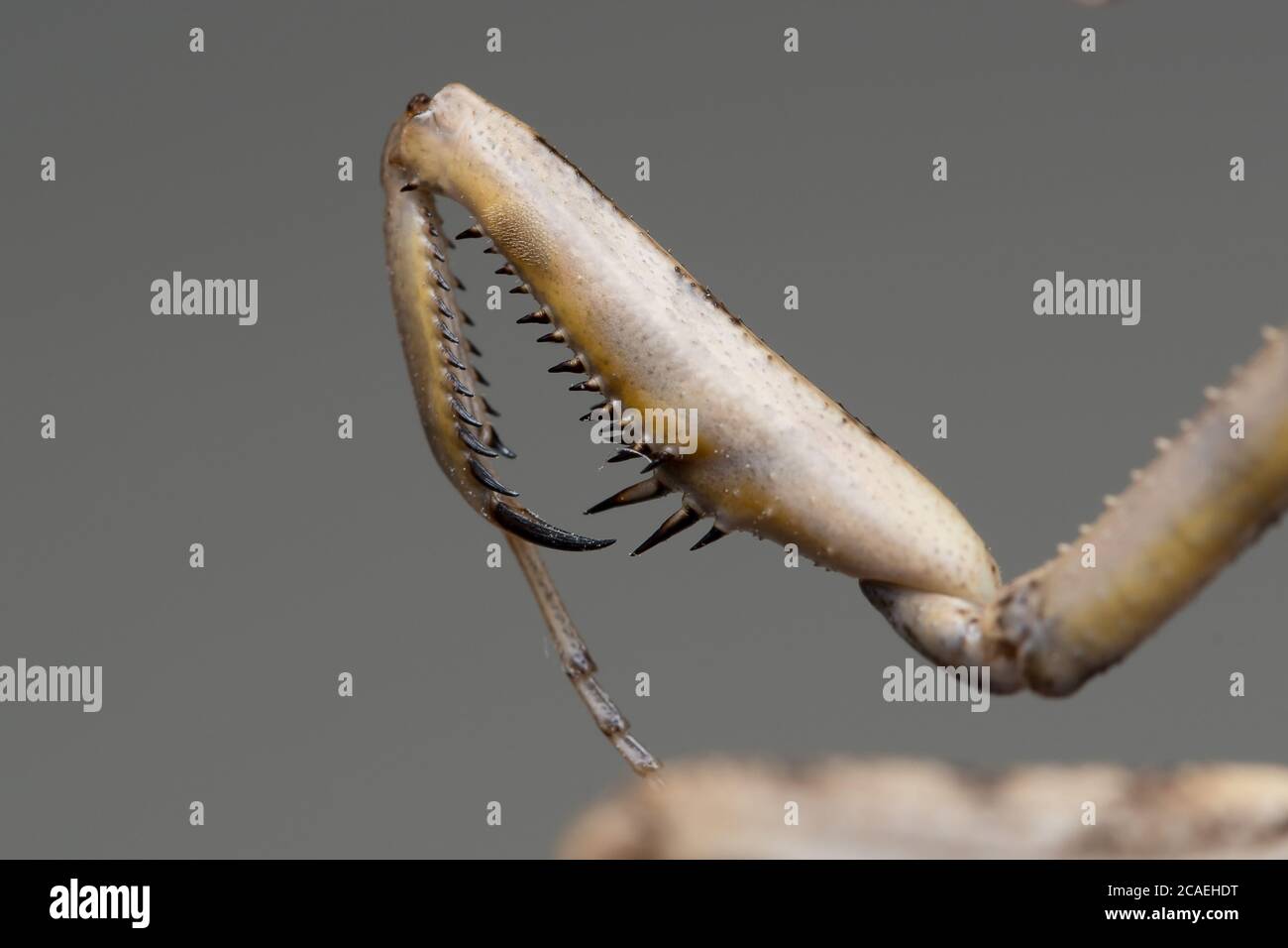 Immagine della modificazione raptoriale nelle gambe di una mantide (iride oratoria) Foto Stock