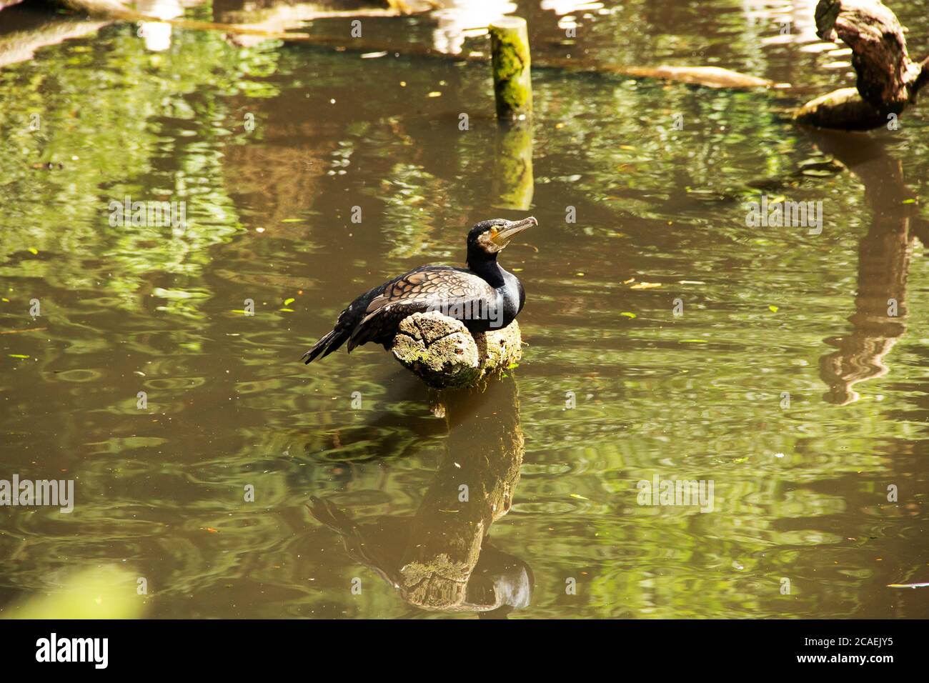 Vista di un cormorano doppio crestato seduto su un albero in un laghetto Foto Stock