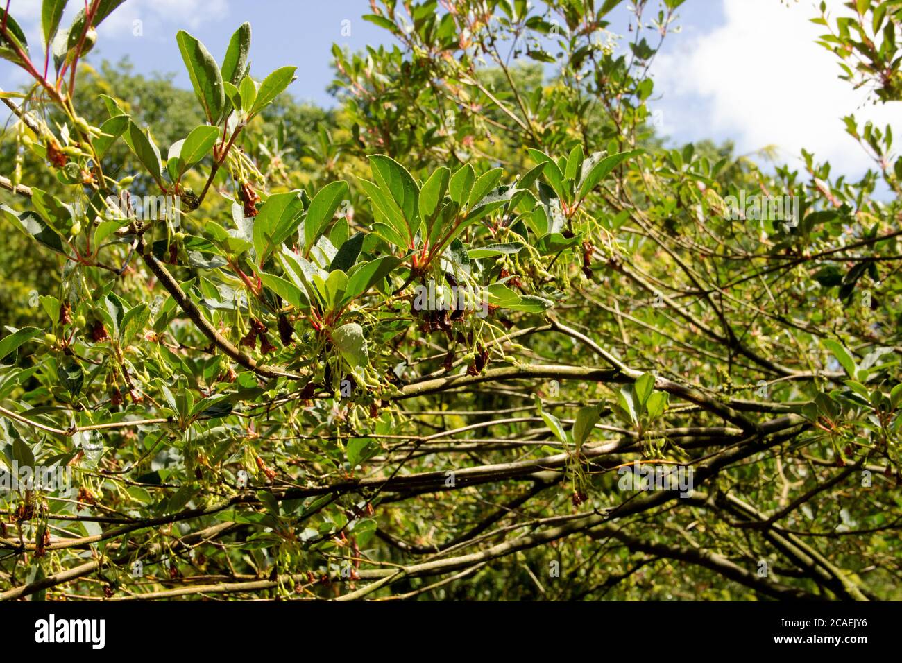 Vista di un arbusti di enkianthus rossenato. Siamo noi come un piano ornamentale Foto Stock