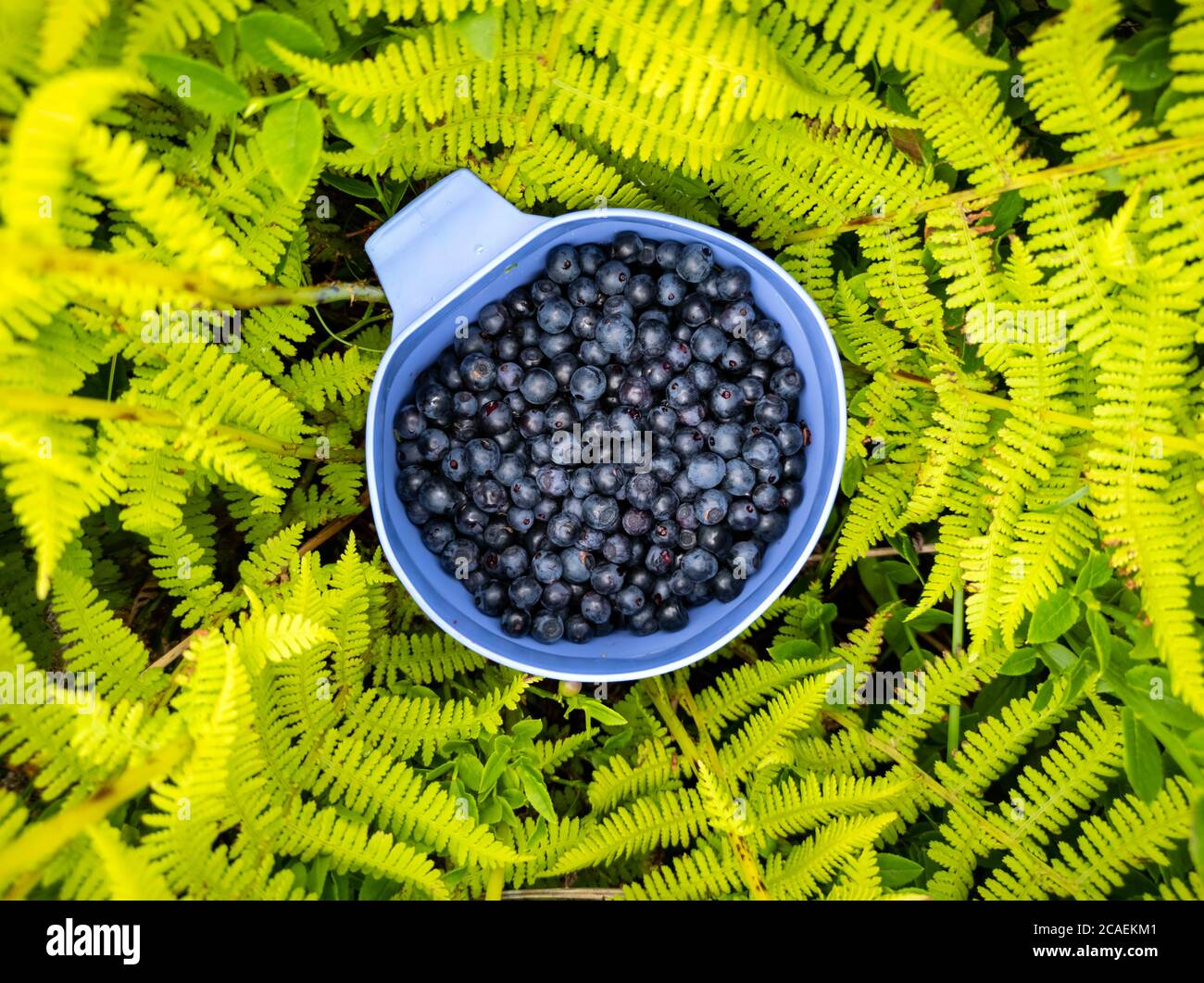Bacche di mirtillo in tazza blu in erba verde di garofano closeup. Cibo naturale biologico, raccolto in montagne selvagge Foto Stock