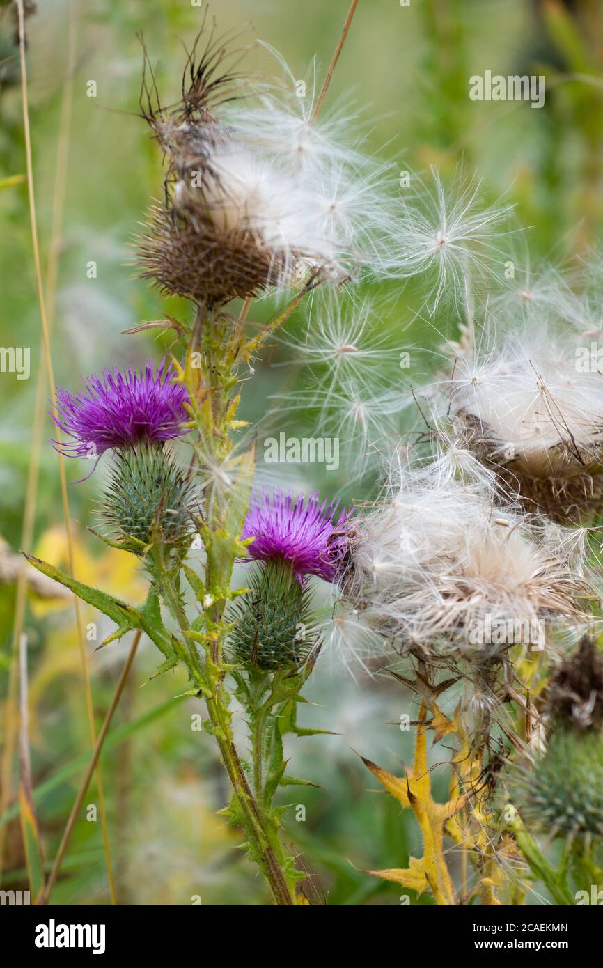 Cirsium vulgare, il cardo di lancia, il cardo di toro o il seme comune di impostazione del cardo - Scozia, Regno Unito Foto Stock