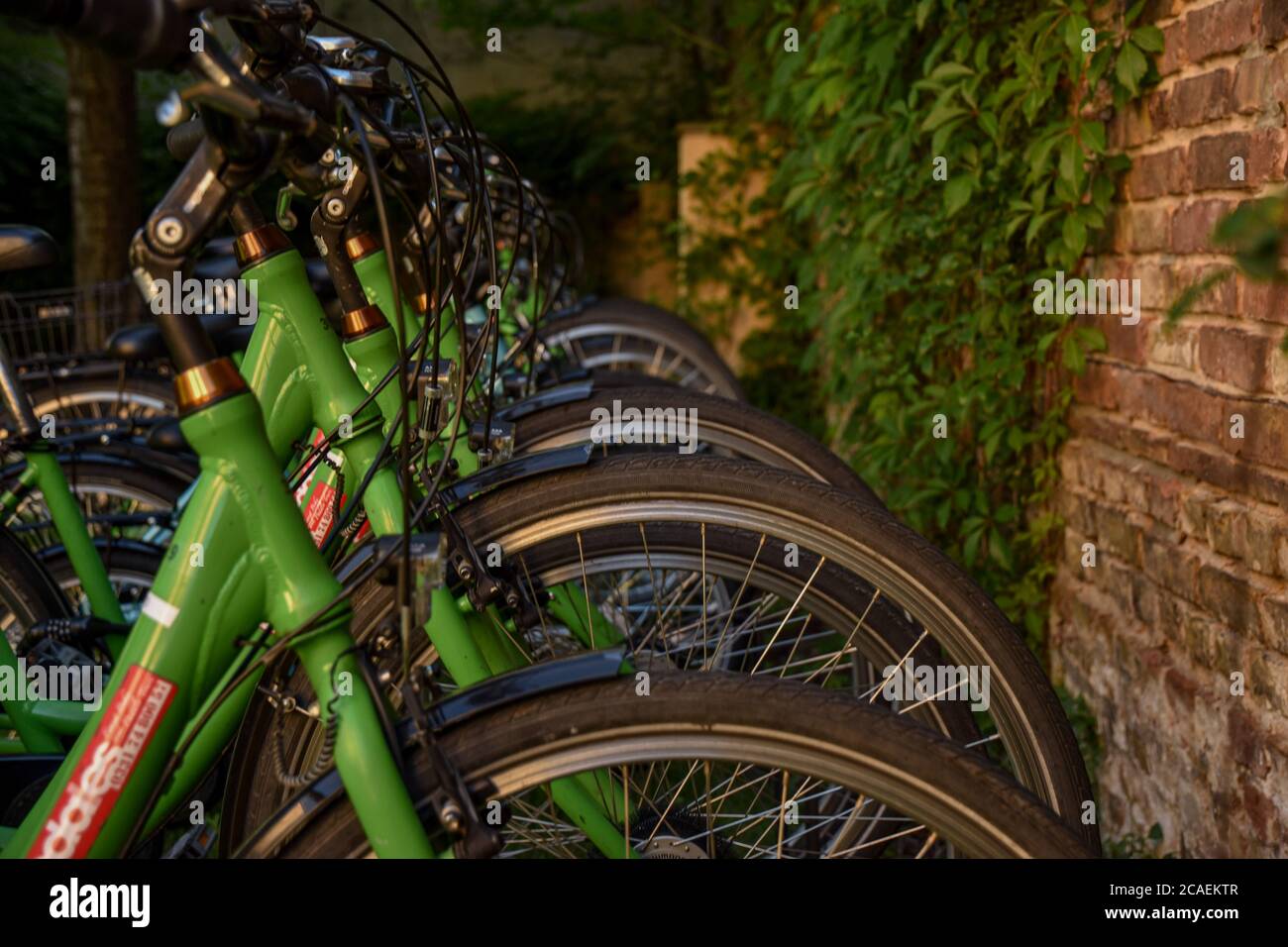 Biciclette in attesa di essere affittato in una bella mattina estiva a Potsdam Foto Stock