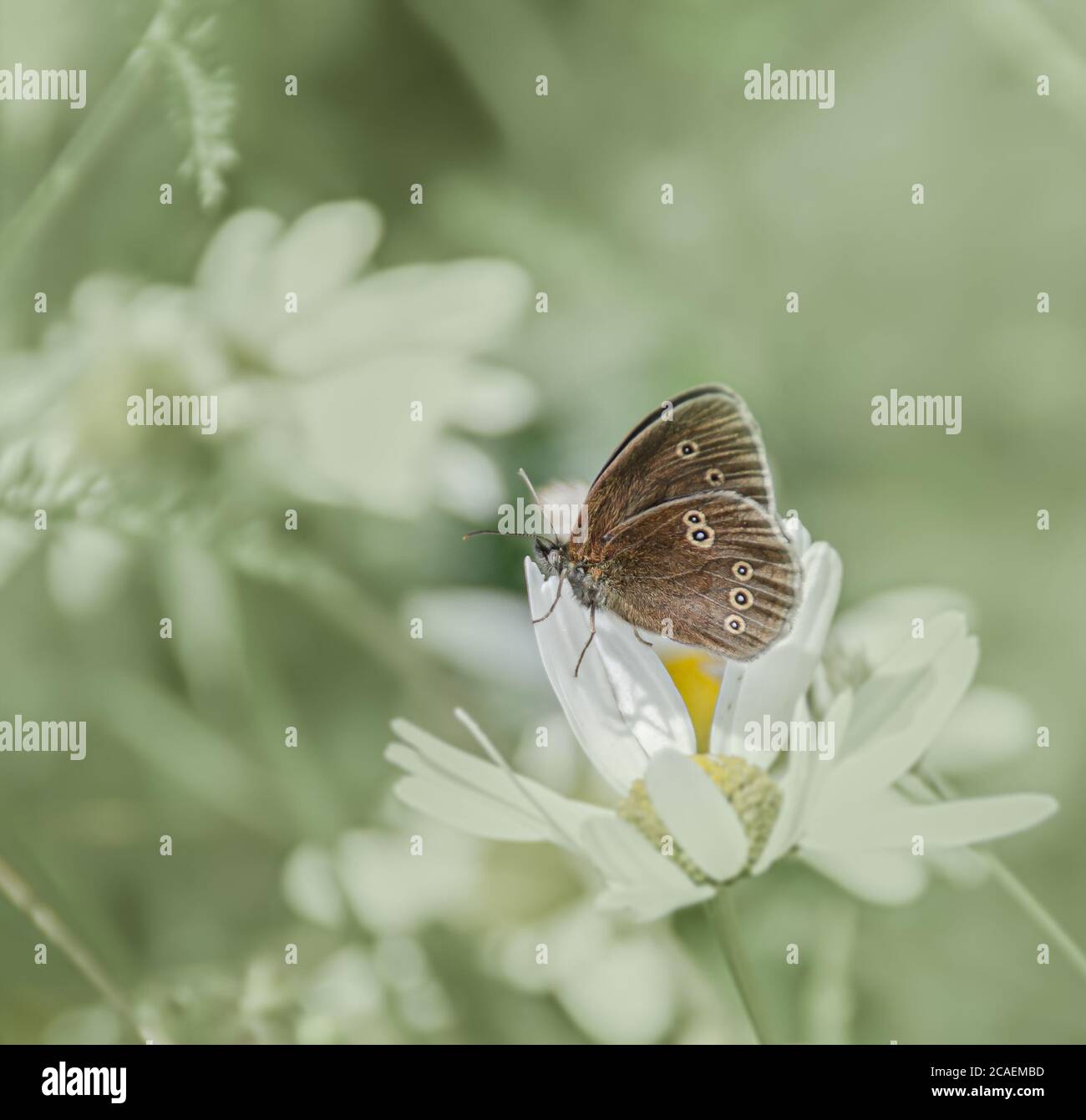 farfalla di boccale marrone su fiori bianchi Foto Stock