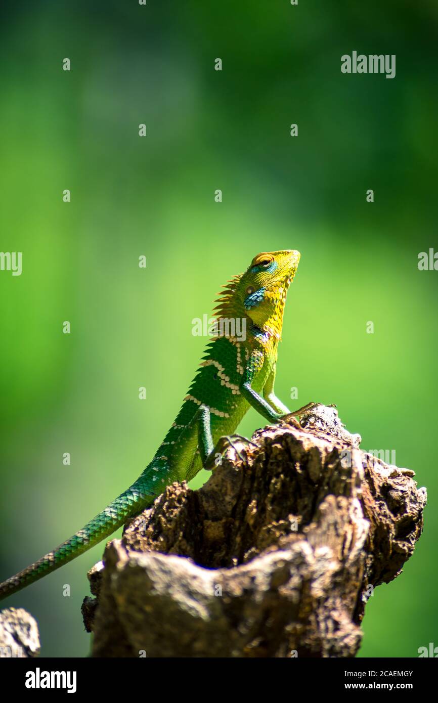 Primo piano di una lucertola arancione e verde isolata su un ceppo di alberi. Ella, Sri Lanka. Giungla sfocata sullo sfondo Foto Stock