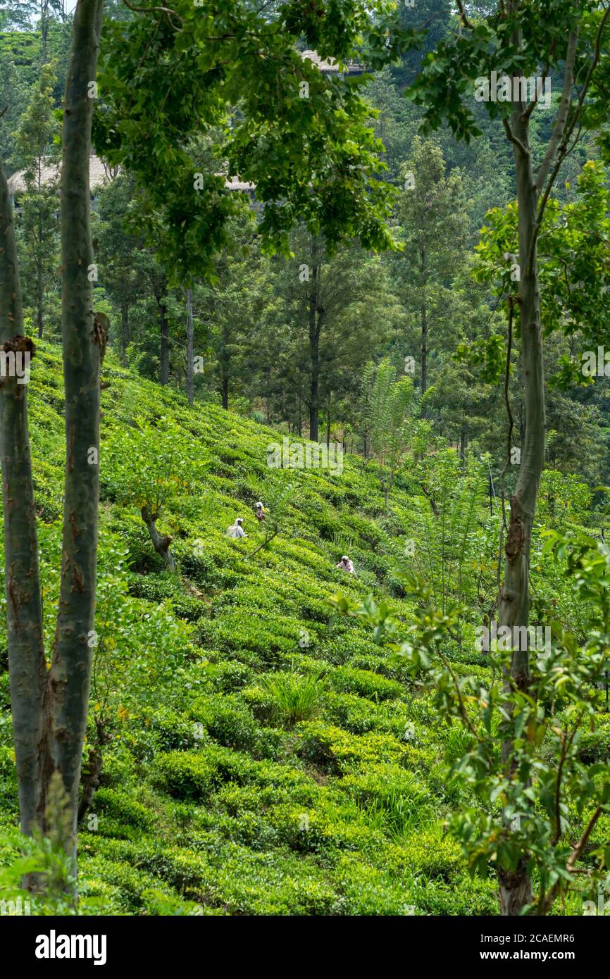 Lavoratori tamil che raccolgono foglie di tè in piantagione di tè, Ella, Sri Lanka Foto Stock