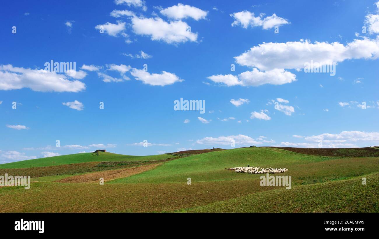 Paesaggio idilliaco della Sicilia con colline coperte di erba verde e gregge di pecore con pastore sotto nuvole bianche Foto Stock