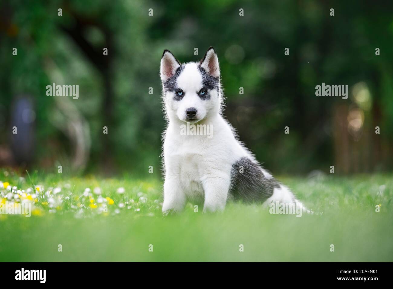 Un piccolo cucciolo di cane bianco razza Husky siberiano con gli occhi blu  belli in fiore giardino di primavera. Fotografia di cani e animali  domestici Foto stock - Alamy