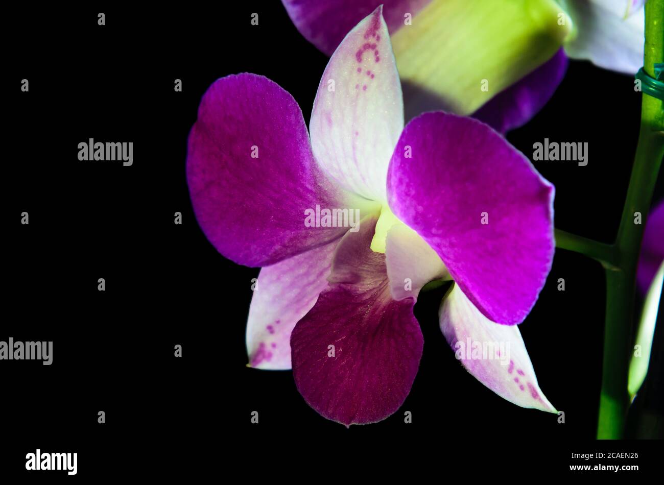 PORPORA DENPHAL ORCHID CON I SUOI PETAS ILLUMINATI DALLA LUCE SOLARE FOTOGRAFATI SU UNO SFONDO NERO Foto Stock