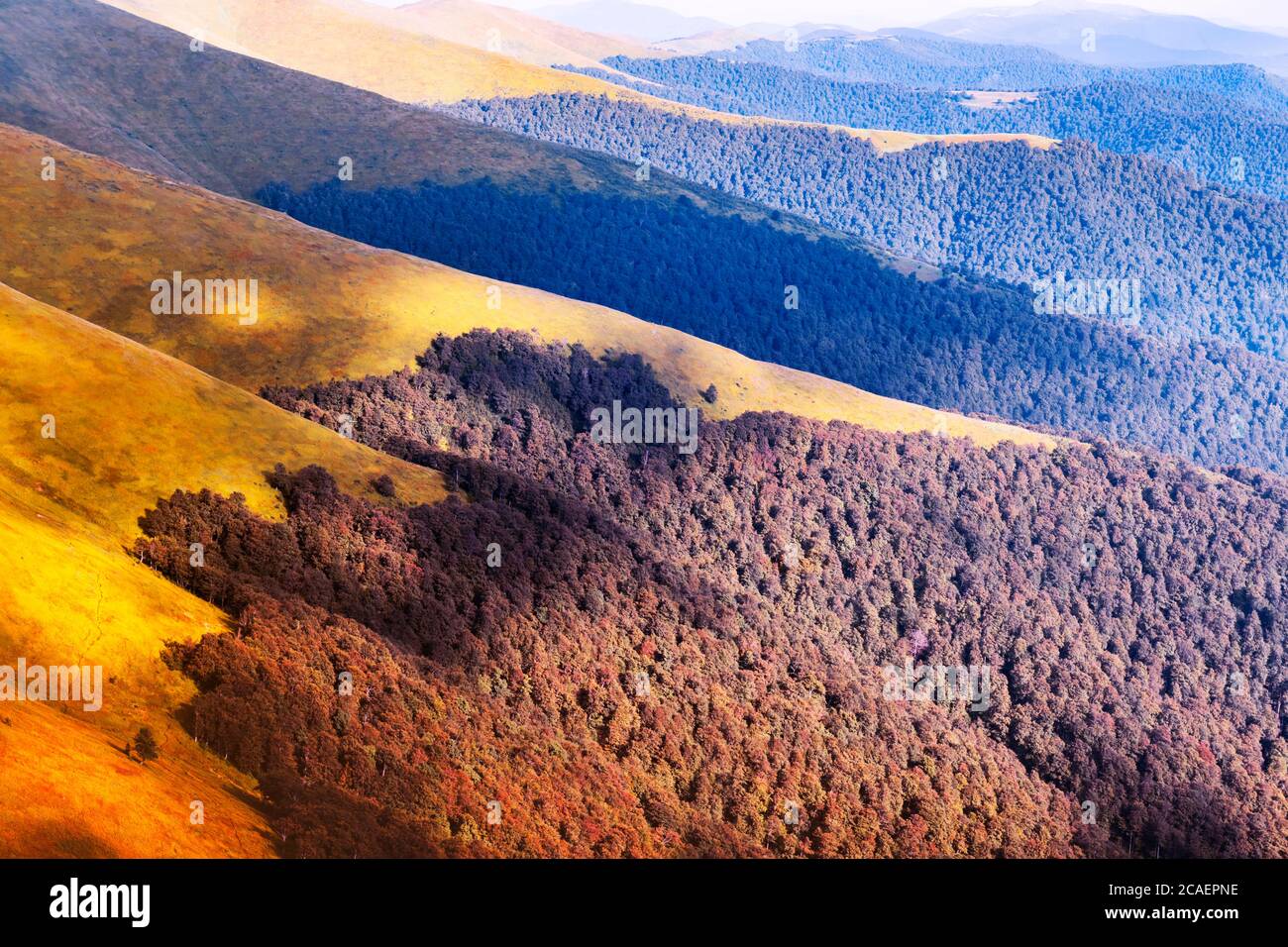 Pittoresche catene montuose autunnali ricoperte di faggeta rossa nei Carpazi, in Ucraina. Fotografia di paesaggio Foto Stock