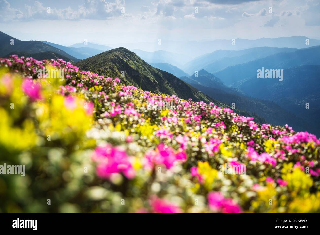 Rhododendron fiori coperti montagne prato in estate. Luce viola dell'alba che si illumina in primo piano. Fotografia di paesaggio Foto Stock
