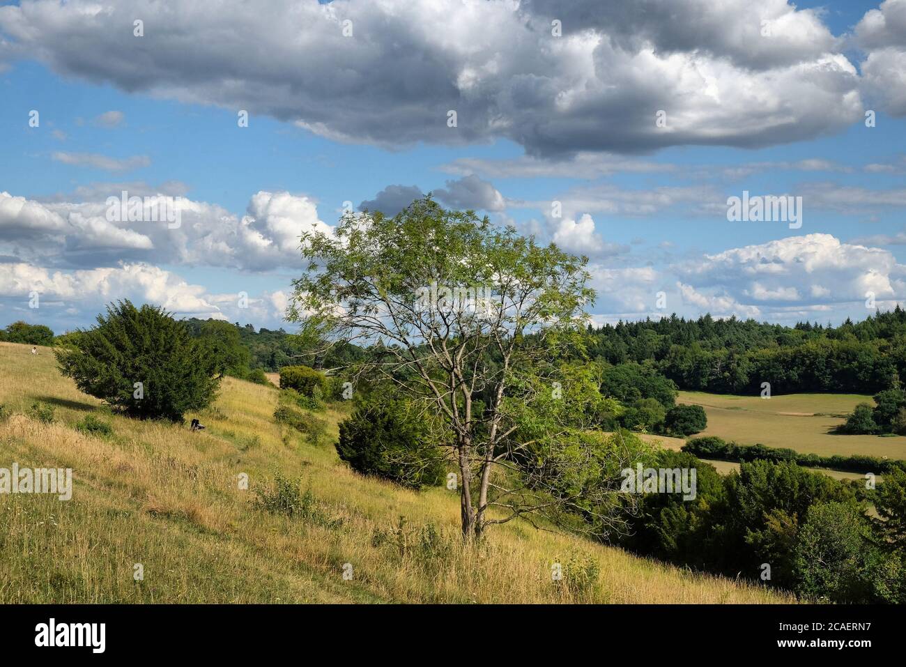 Pewley giù a Guildford, Surrey, parte del North Downs Way. Foto Stock