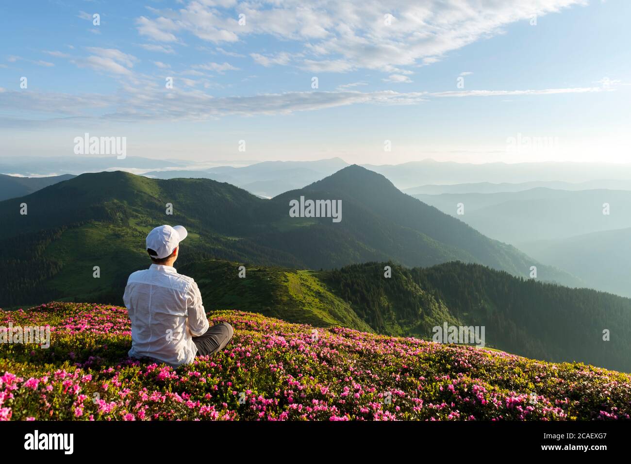 Un turista in abiti bianchi siede su un tappeto rosa di fiori rododendri che coprono un prato di montagna in estate. Carpazi, Europa. Fotografia di paesaggio Foto Stock