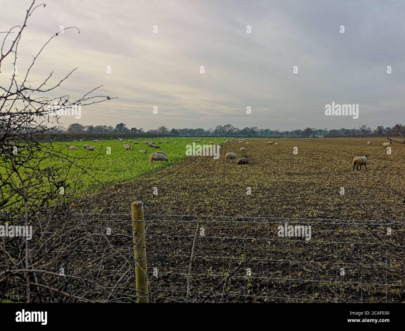 Una linea di campo fortemente contrastante, una con filari di sporcizia e l'altra con erba verde perfetta; tutte popolate da pecore nelle zone rurali dell'Inghilterra Foto Stock