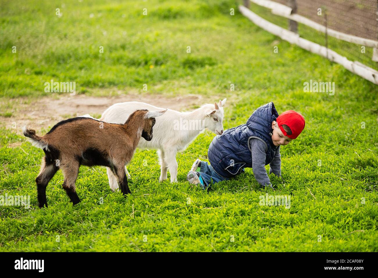 i bambini giocano con il ragazzo, due animali corrono al bambino, riposano nel villaggio, l'infanzia in fattoria Foto Stock