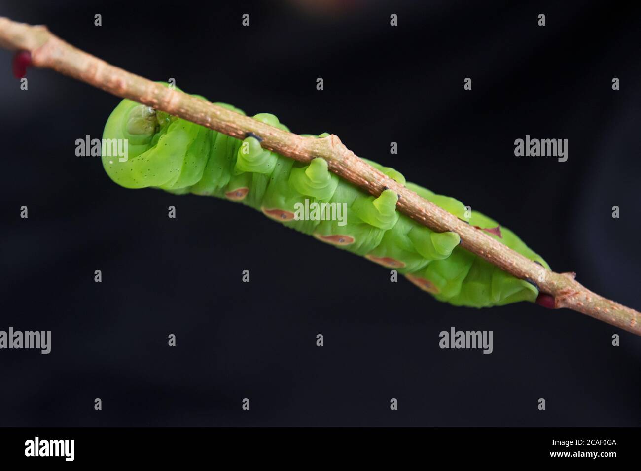 Primo piano di un caterpillar Pandora Sphinx Moth, Foto Stock