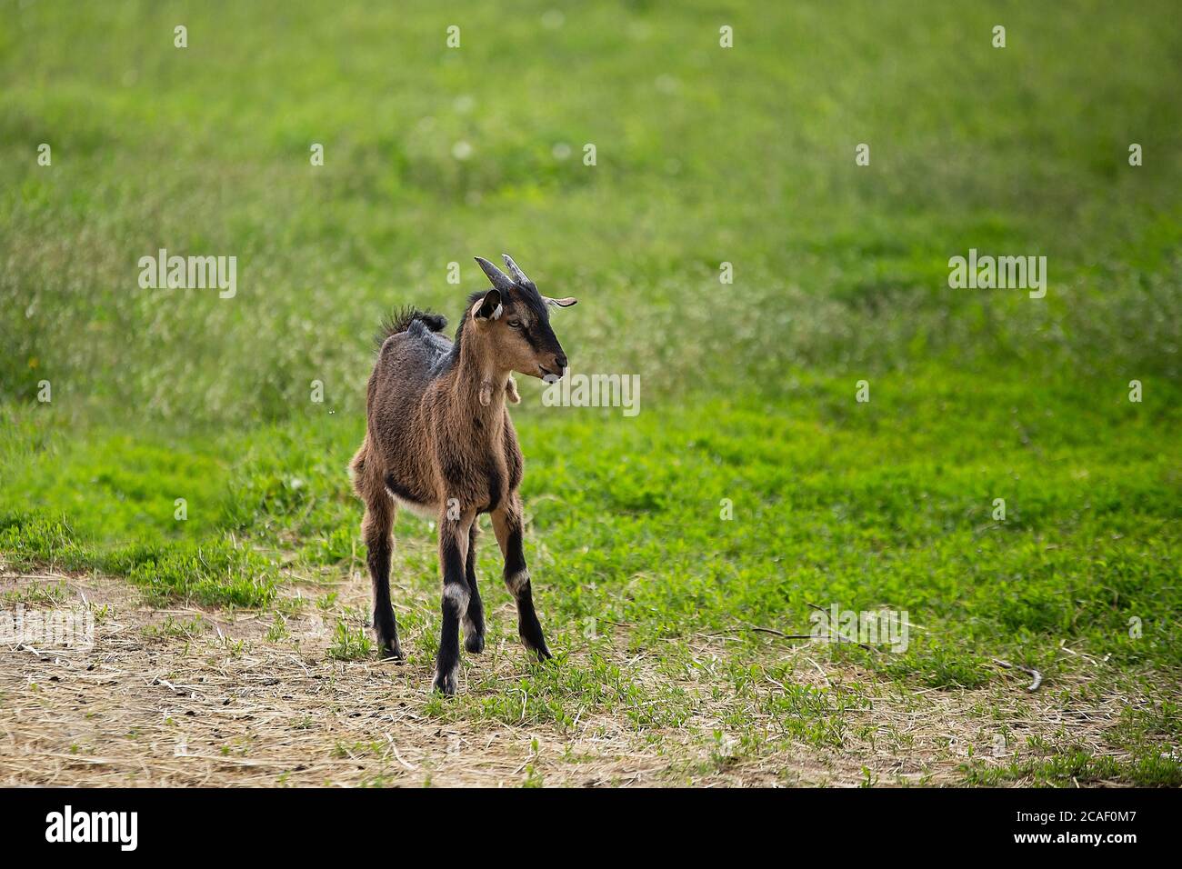 Capra piccola di razza nubiana si trova su campo con erba verde, capra marrone, allevamento, villaggio, animale domestico, purosangue, capra bambino Foto Stock