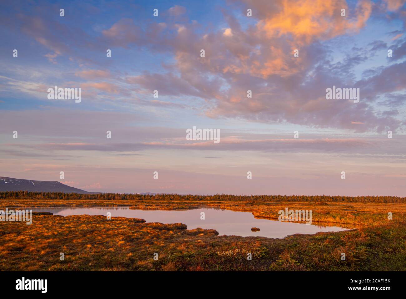 Riflessi dell'alba in stagni costieri di paludi, Parco Nazionale di Gros Morne, Terranova e Labrador NL, Canada Foto Stock