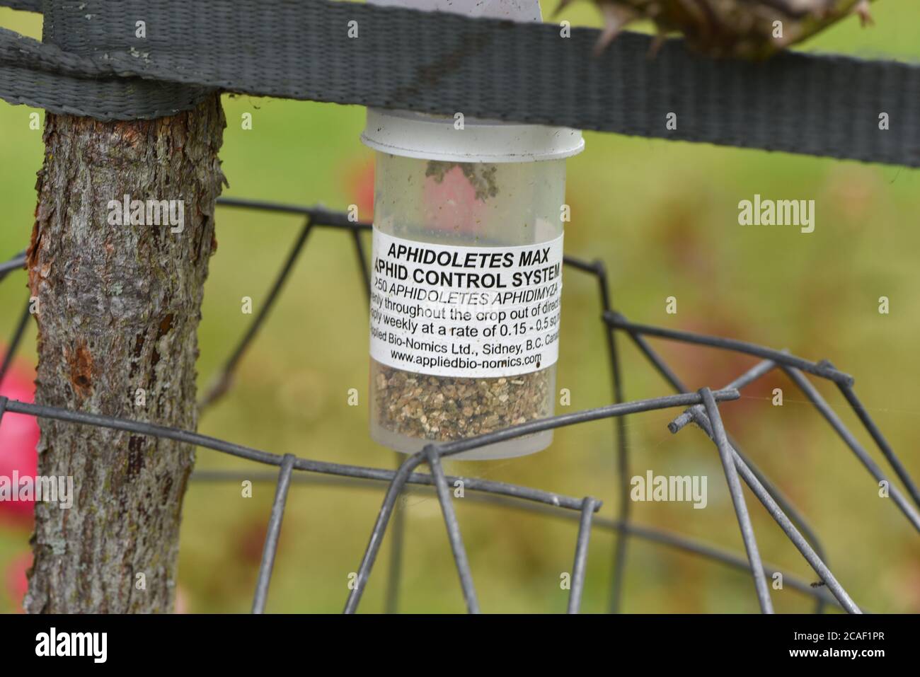 Un contenitore di afidoleti o o di afide, un sistema di controllo afide, pende da un cespuglio di rose in un giardino sull'isola di Vancouver, British Columbia, Cana Foto Stock