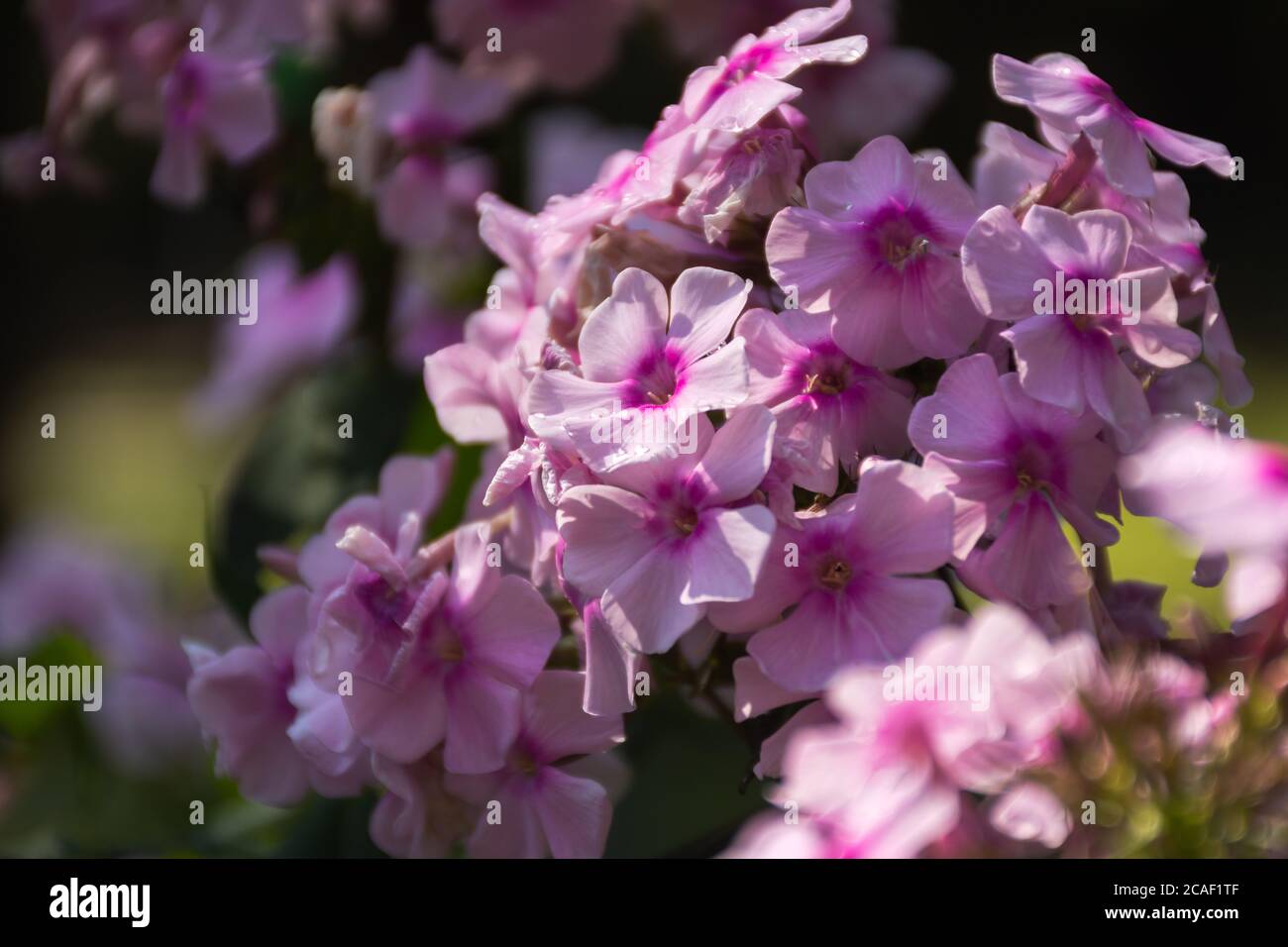 Primo piano di Pink Phlox sullo sfondo sfocato del giardino. Un bel fiore in fuoco selettivo. Fiori del giardino d'autunno in tenui tonalità rosa. Foto Stock