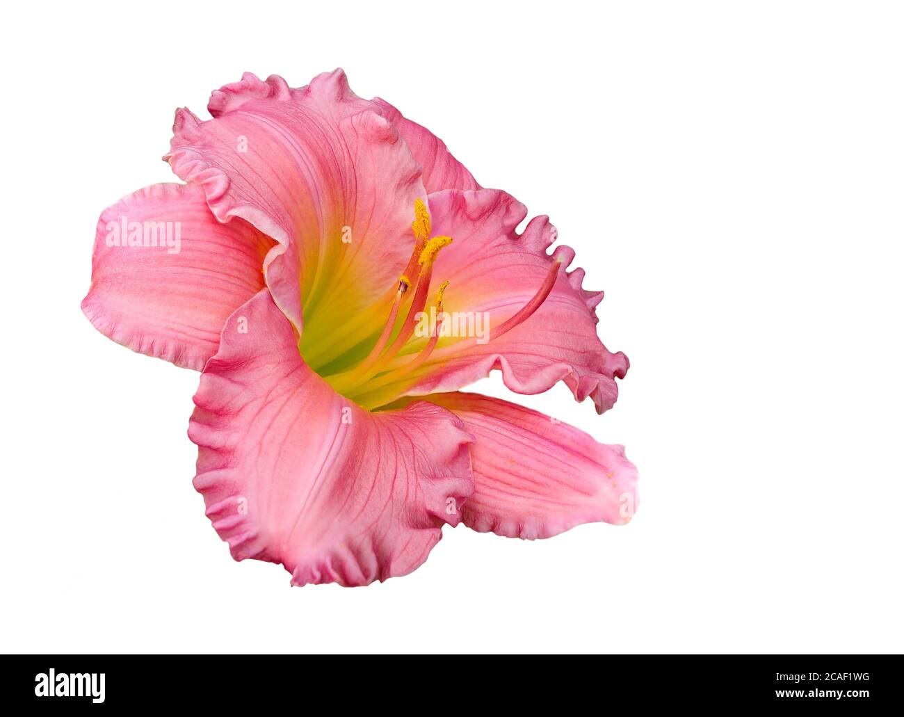 Primo piano immagine impilata di un'immagine rosa e gialla Isolato su bianco Foto Stock