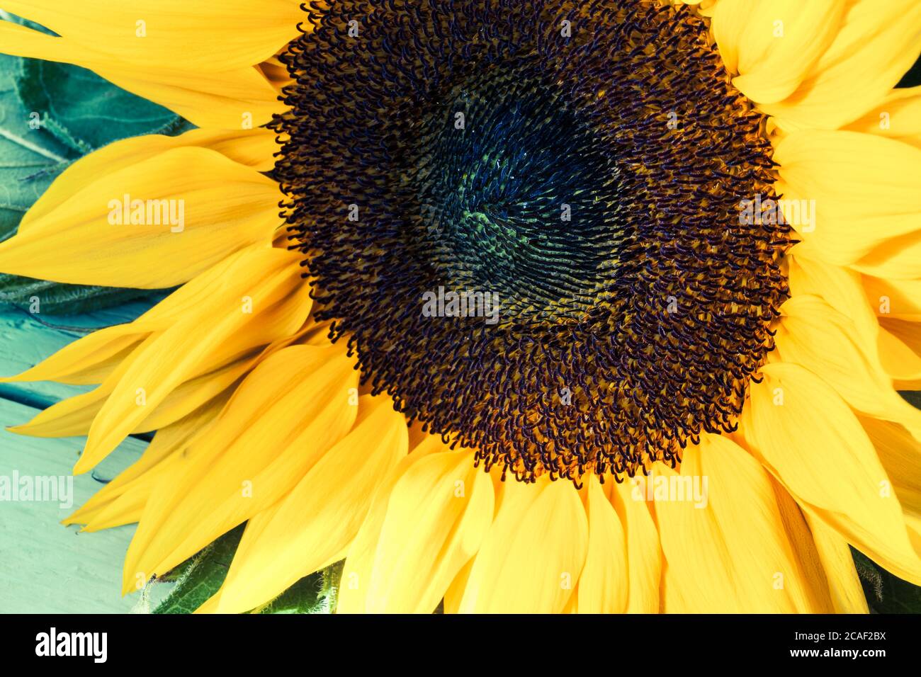 Composizione della testa dei fiori di girasole nella luce del giorno. Foto Stock