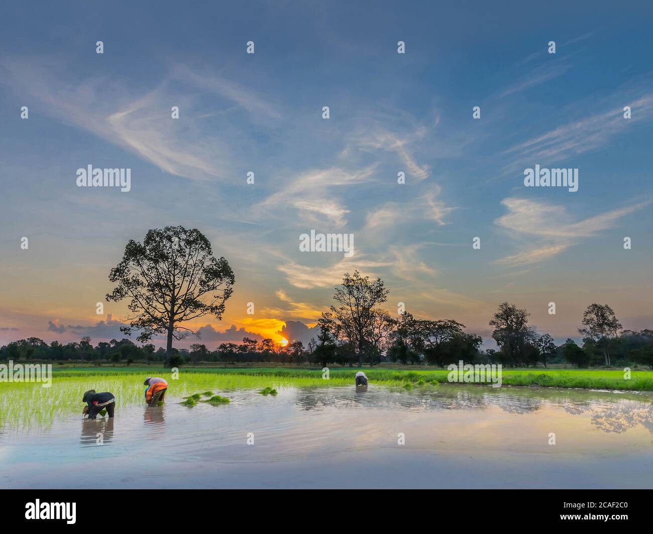 Silhouette astratta del tramonto con l'agricoltore pratiche, un antico metodo, plantation, verde risone campo con bellissimo cielo cloud in Tha Foto Stock