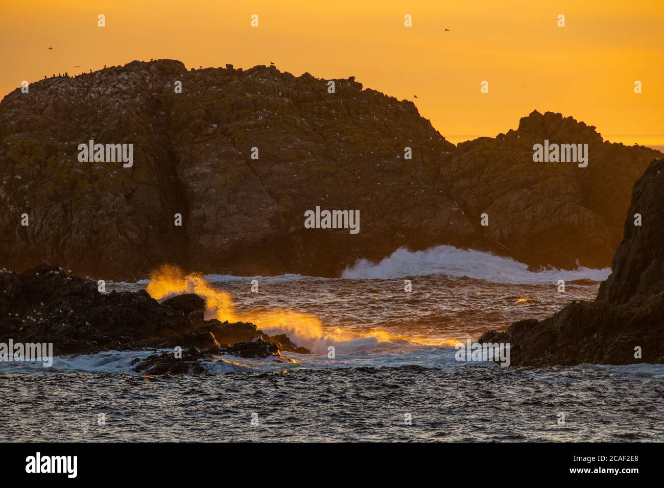 Sleepy Cove Headlands and surf, Crow Head, Terranova e Labrador NL, Canada Foto Stock