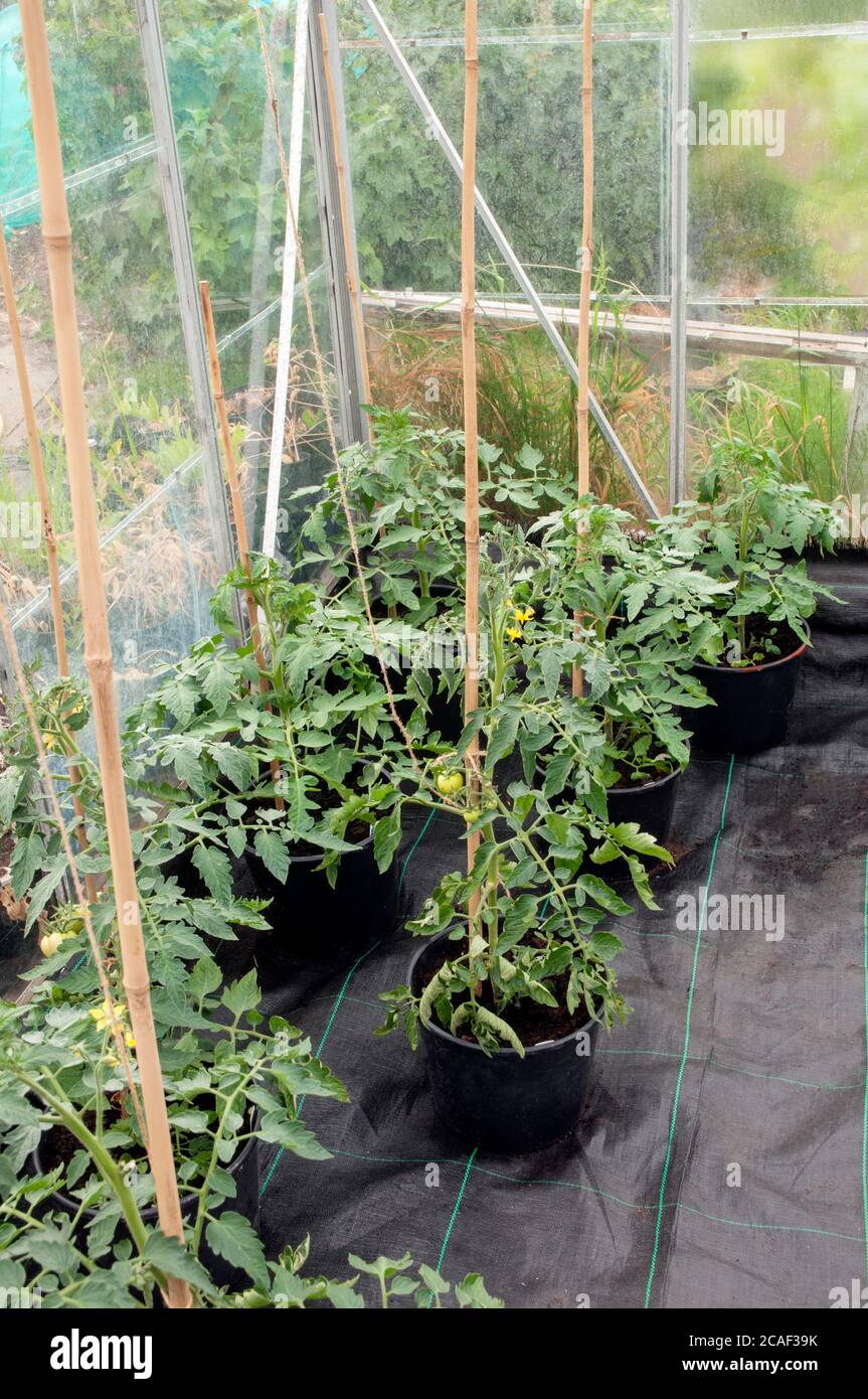 Piante di pomodoro che crescono in pentole all'interno di una serra. Soppressore di erbacce posato sul pavimento per prevenire le erbacce Foto Stock