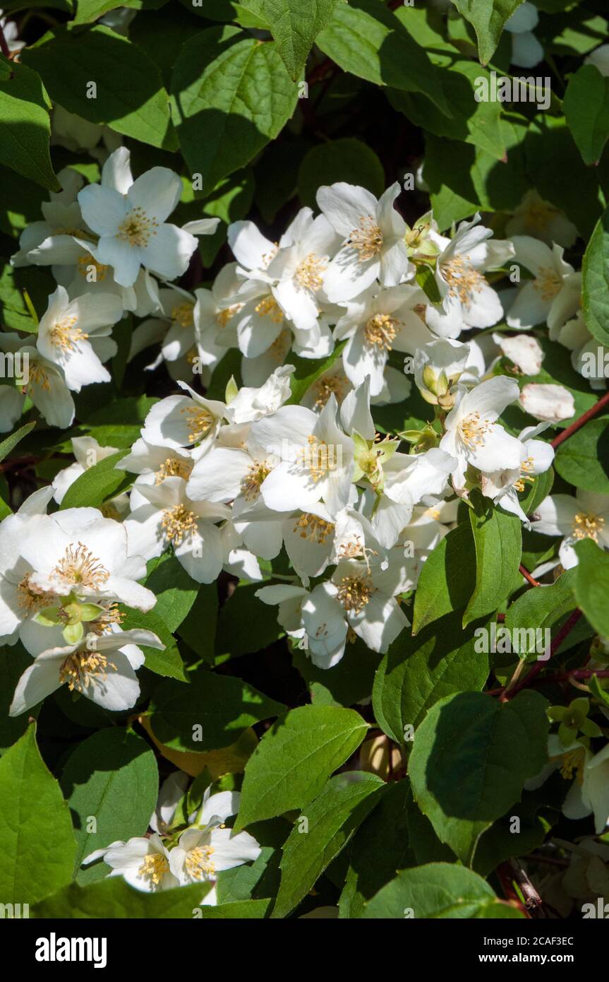 Primo piano vista di Philadelphus coronarius Sweet Mock Orange fiori All'inizio dell'estate UN arbusto deciduo che è completamente duro Chiamato anche inglese Dogwood Foto Stock