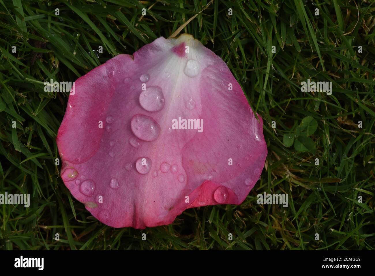 Un unico petalo rosa con gocce d'acqua si trova sull'erba in un giardino sull'isola di Vancouver, British Columbisa, Canada Foto Stock