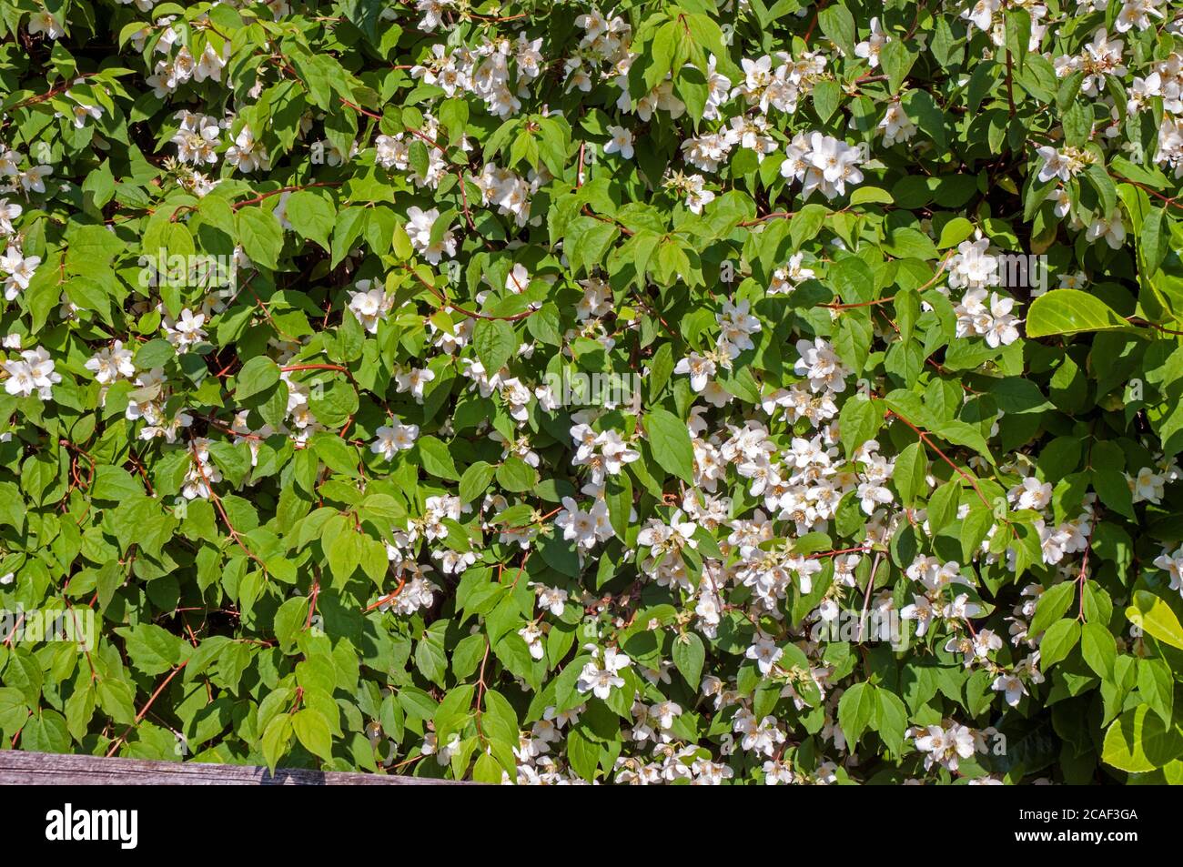 Philadelphus coronarius Mock Arancio fiori all'inizio dell'estate UN deciduo Arbusto perenne che è completamente duro anche chiamato inglese Dogwood Foto Stock