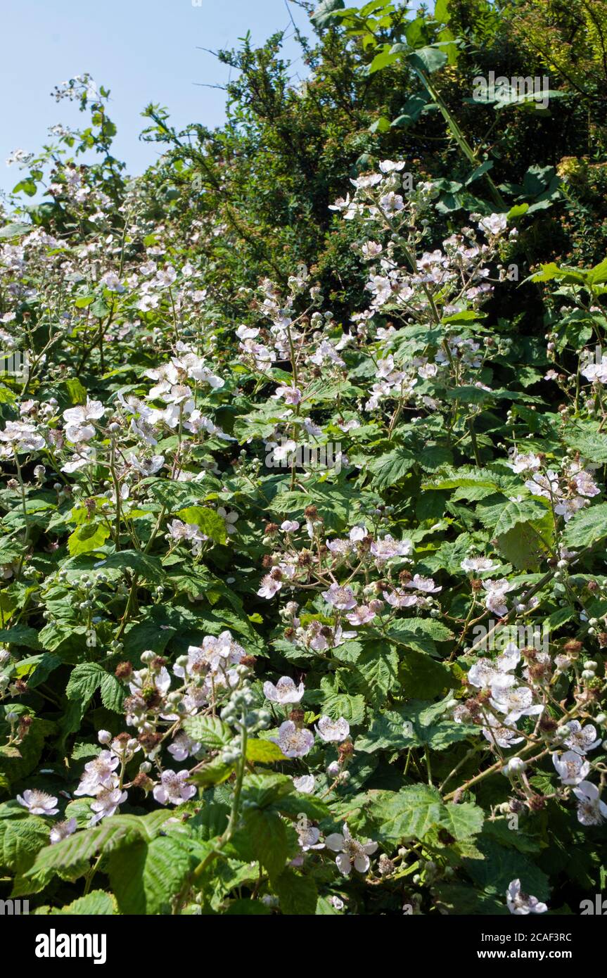 Fioritura su una macchia selvaggia di mora Rubus frutticosus UNA spinosa arbusto che ha fiori rosa o bianchi e nero commestibile bacche in fine estate e autunno Foto Stock