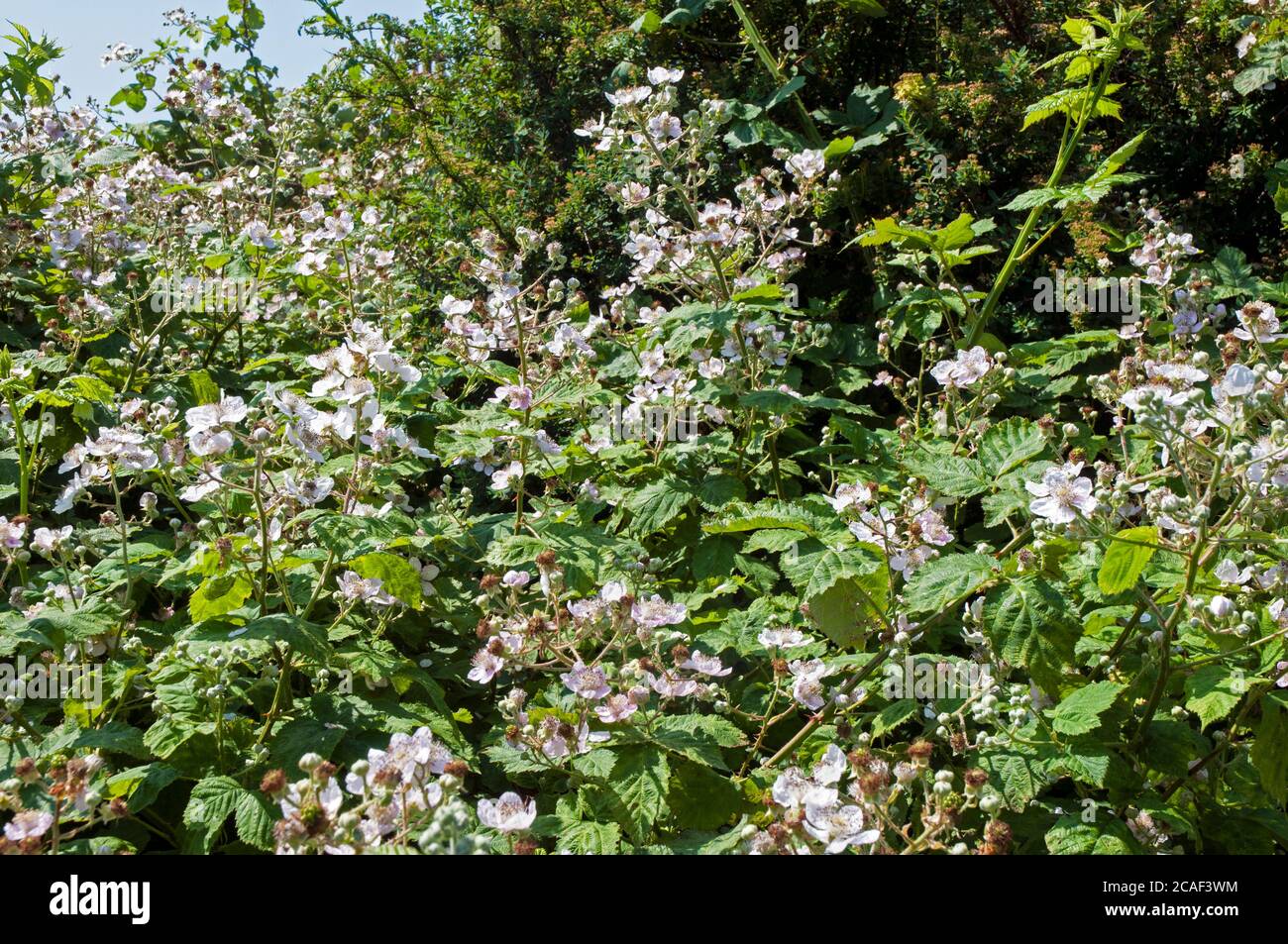 Fioritura su una macchia selvaggia di mora Rubus frutticosus UNA spinosa arbusto che ha fiori rosa o bianchi e nero commestibile bacche in fine estate e autunno Foto Stock