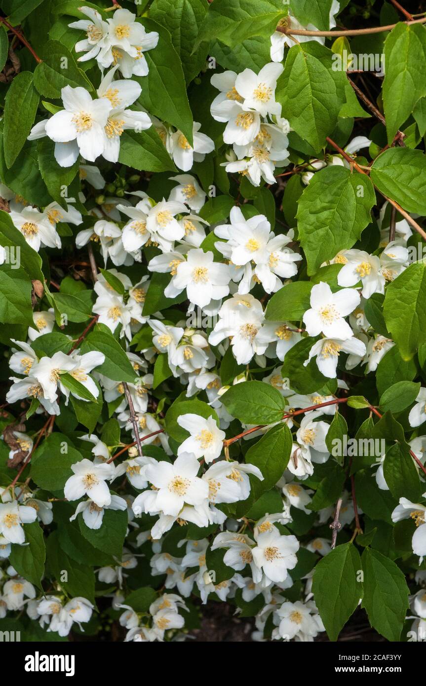 Primo piano vista di Philadelphus coronarius Sweet Mock Orange fiori All'inizio dell'estate UN arbusto deciduo che è completamente duro Chiamato anche inglese Dogwood Foto Stock