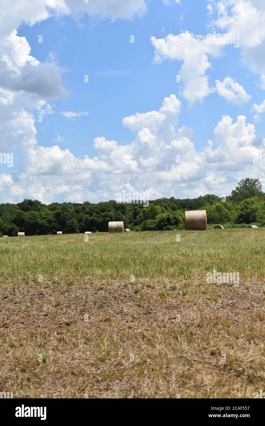 Balle di fieno in un campo Foto Stock