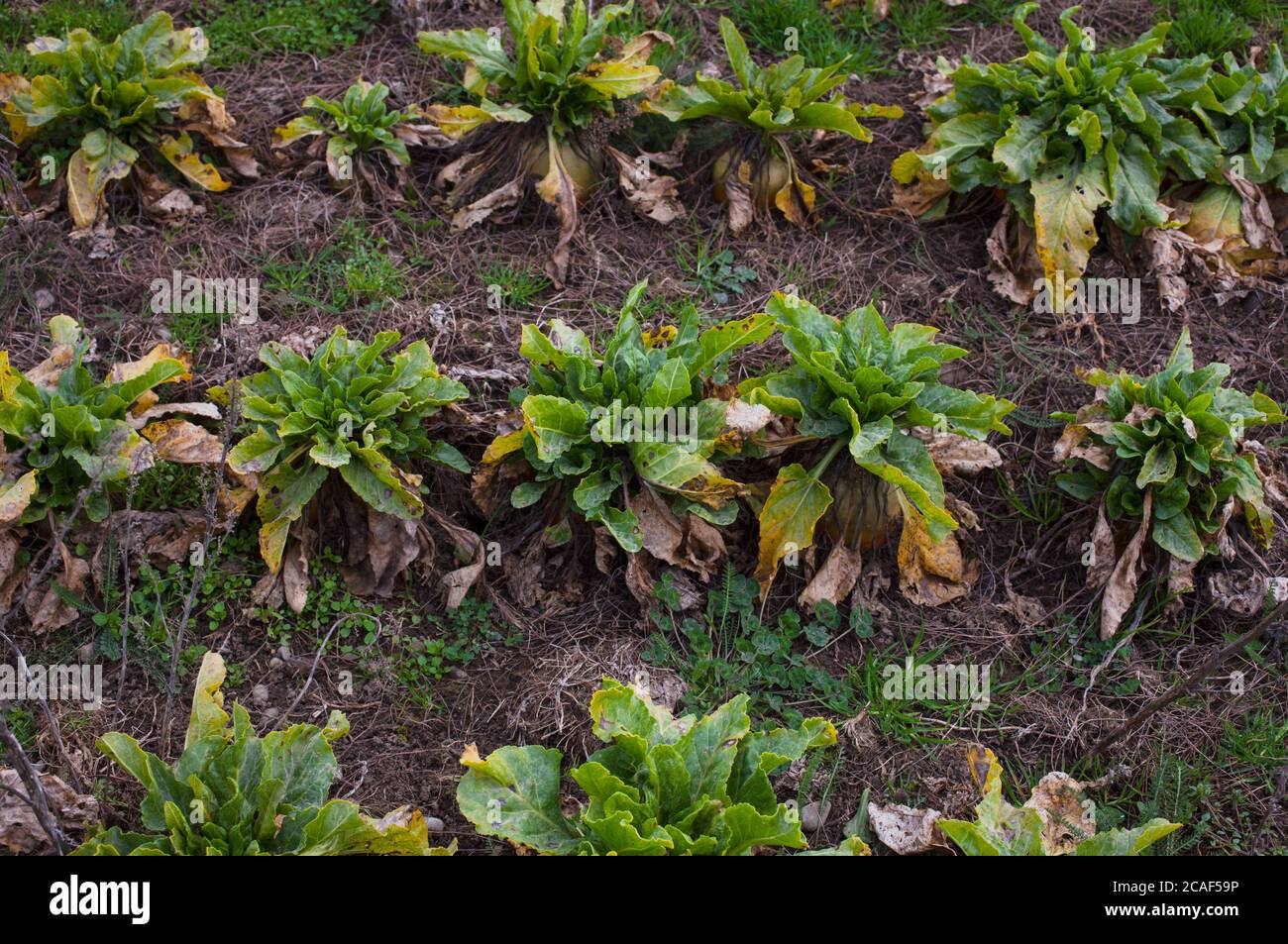 Scene di campagna neozelandese: Colture foraggere per bovini e ovini. Foto Stock