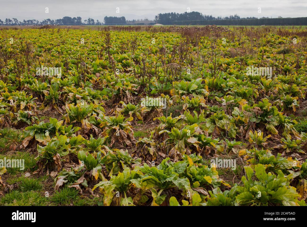 Scene di campagna neozelandese: Colture foraggere per bovini e ovini. Foto Stock