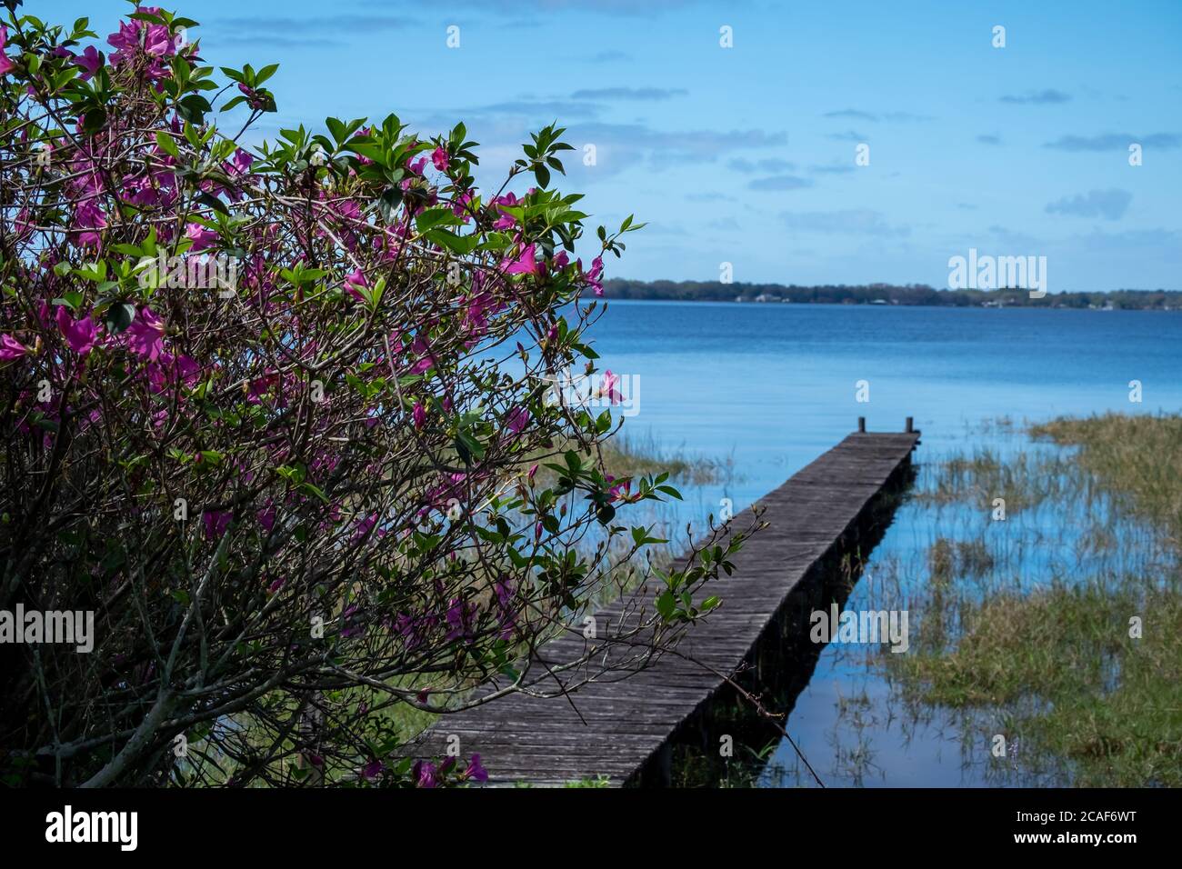 Una passerella in legno che conduce ad un tranquillo lago blu e massa di terra. Il cielo è blu luminoso con nuvole bianche sullo sfondo. Foto Stock