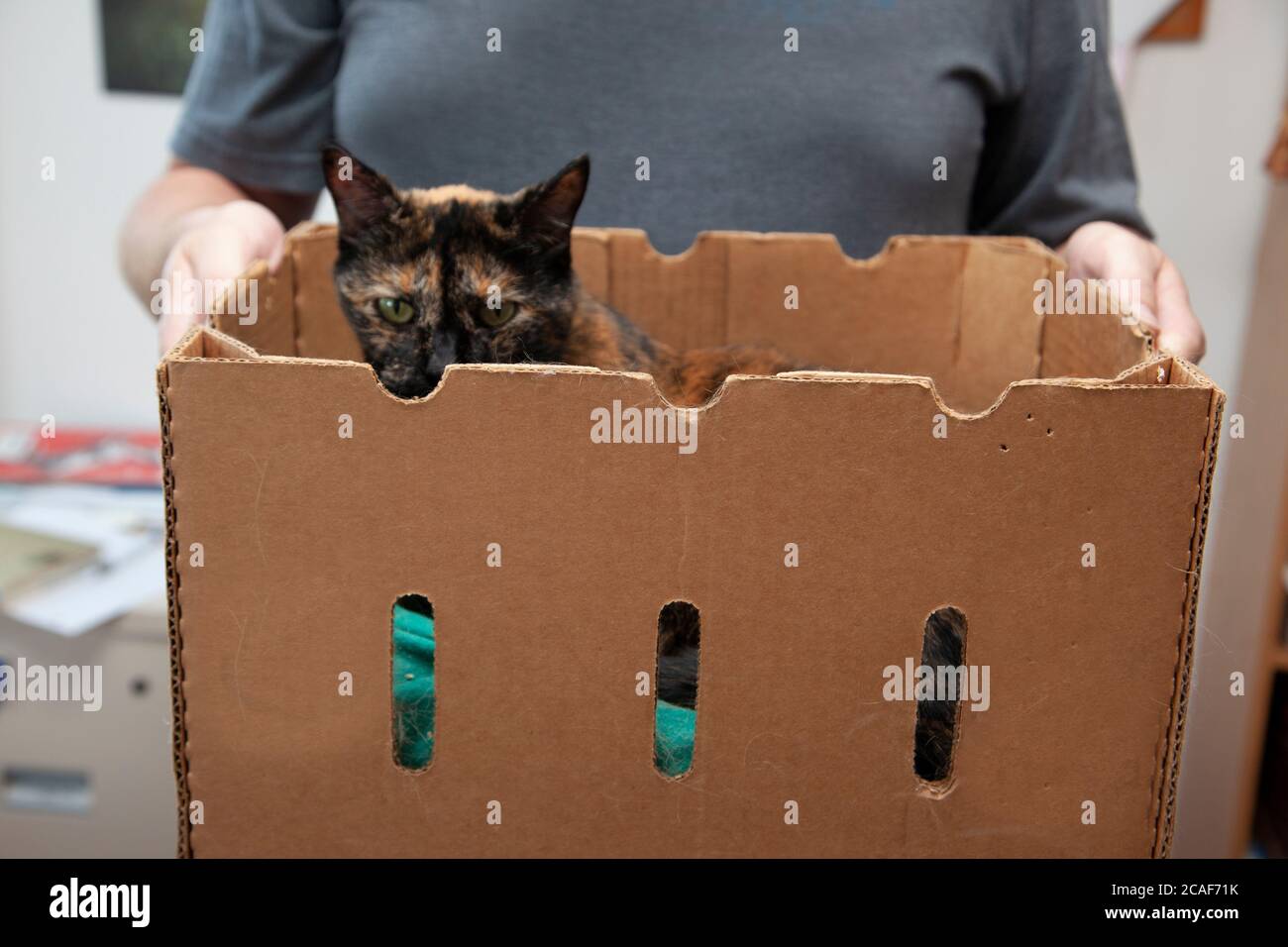 gattino pigro in una scatola di cartone che viene spostato dal suo proprietario Foto Stock