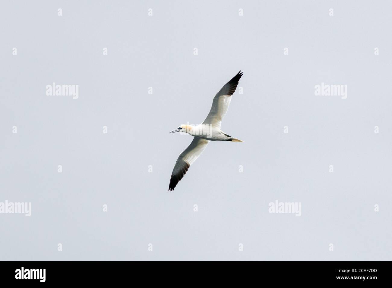 Una singola gannet bianca e gialla che scivola attraverso il cielo grigio. Il selvaggio Seabird volante ha punte nere dell'ala. Foto Stock