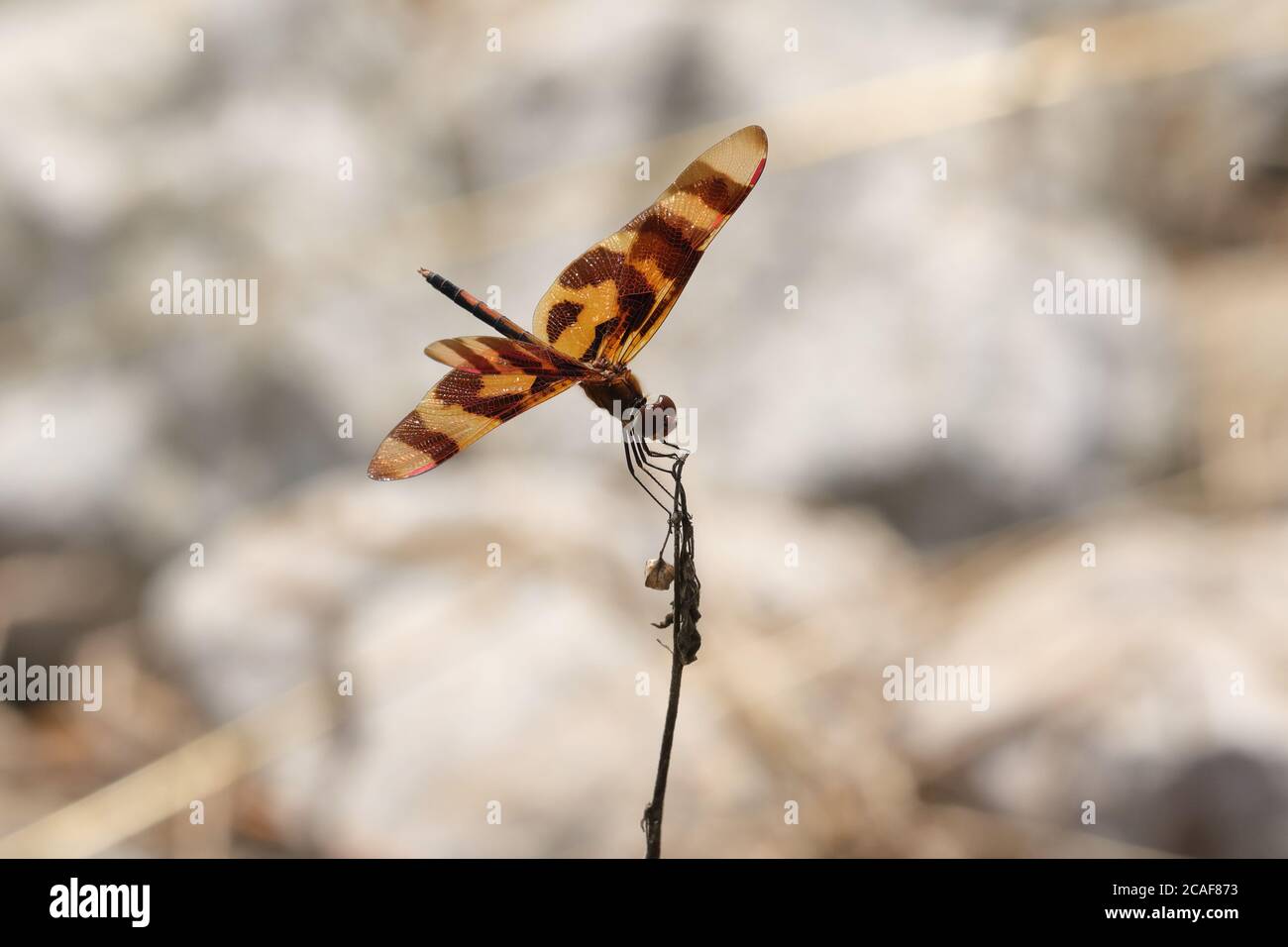 Halloween Dragonfly Foto Stock