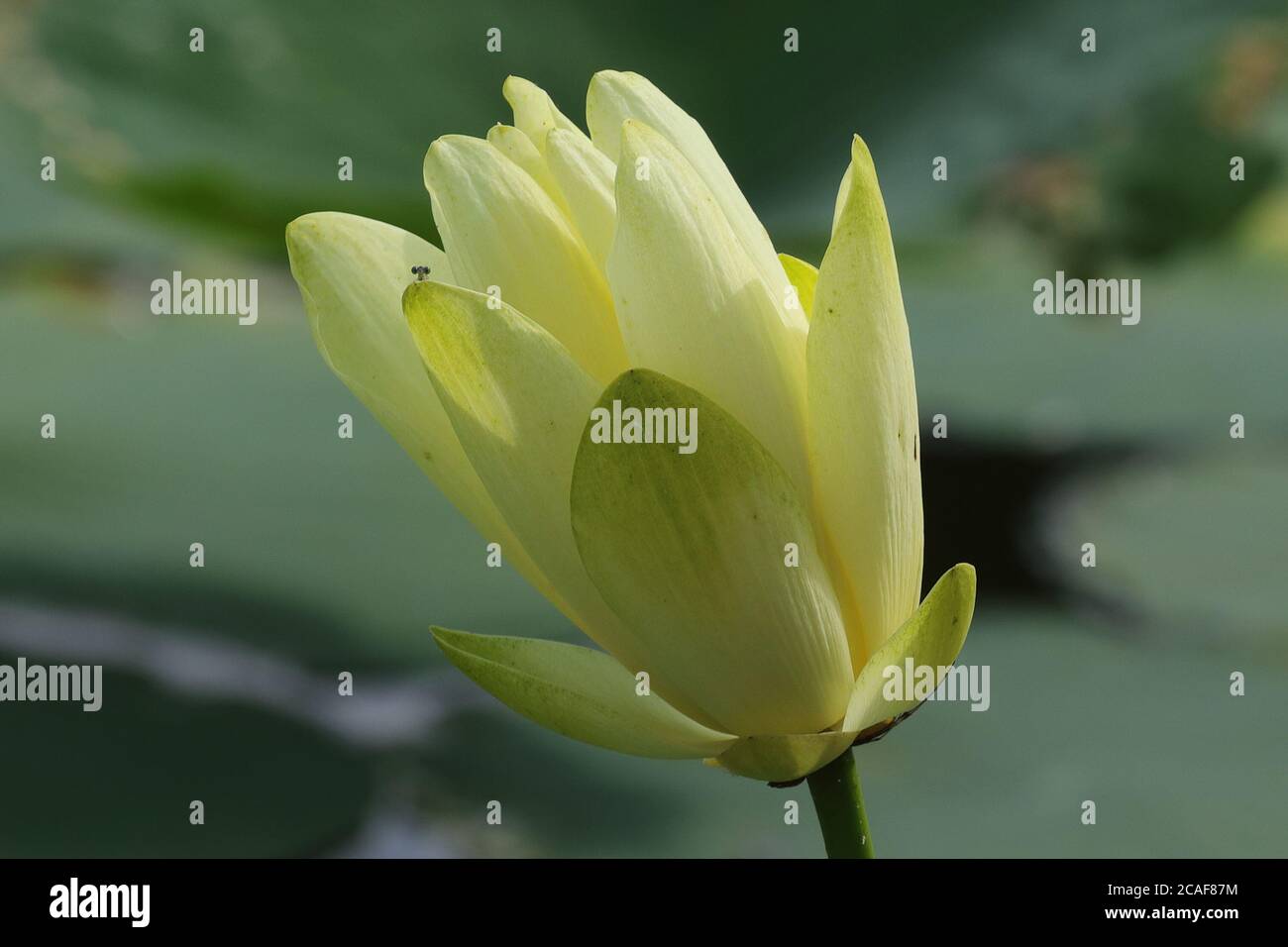 Si tratta di un bug la vita Foto Stock