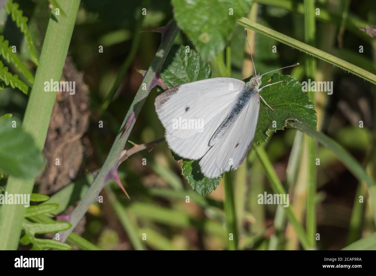 farfalla grande bianca pieris brasicae appollaiato su una foglia di blackberry pianta Foto Stock