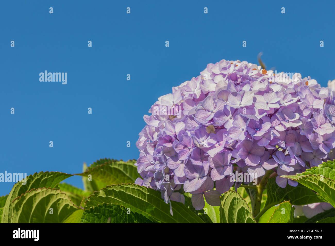 pianta bigleaf hydrangea macrophylla con fiori in estate all'aperto Foto Stock