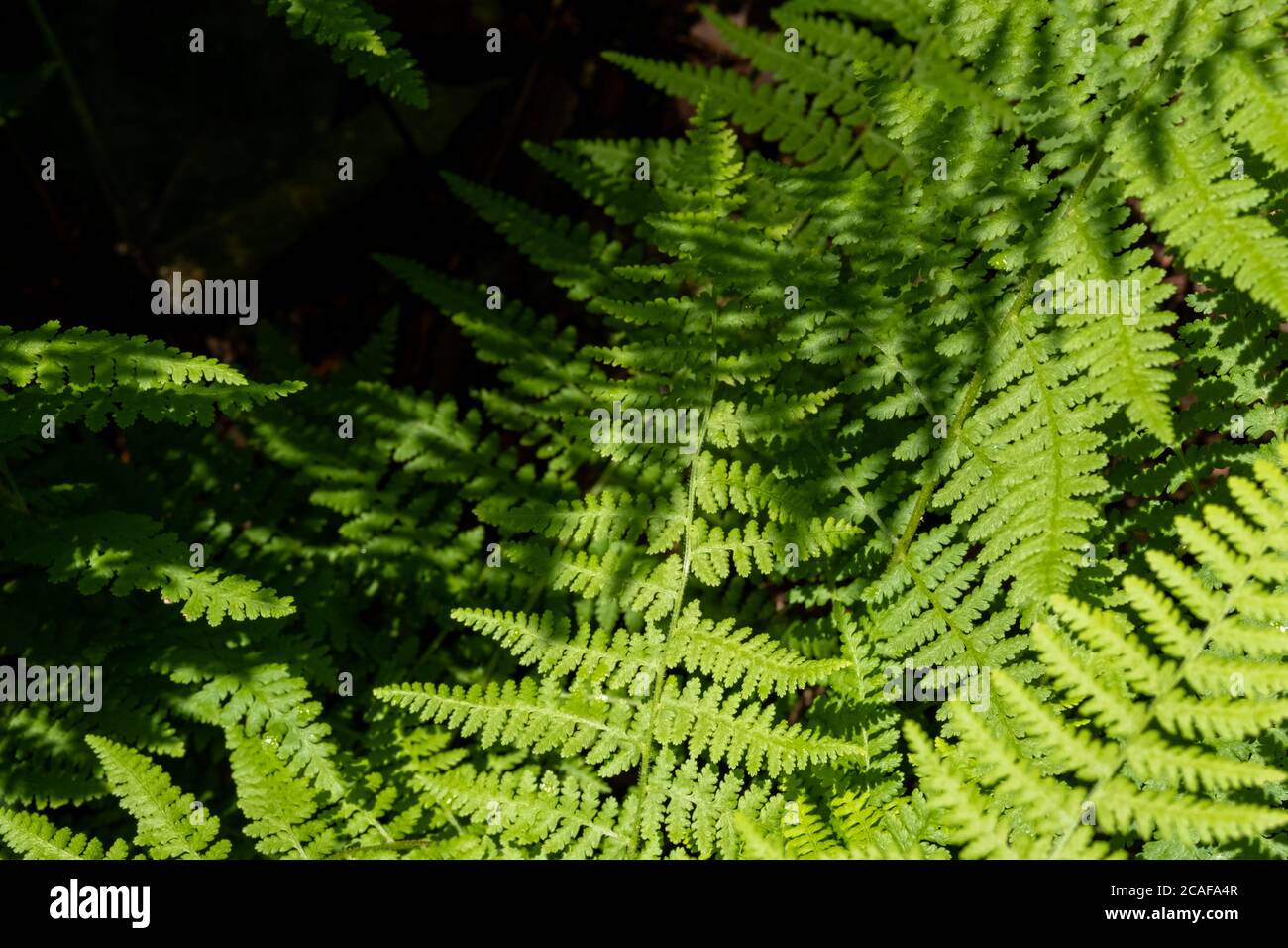 Le foglie di felci verdi nella foresta sono viste dall'alto, con ombre di altre foglie di felce gettate su di loro. Foto Stock