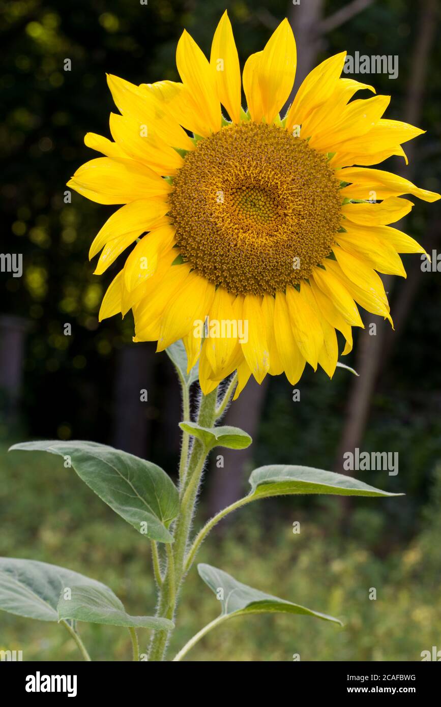 fiore di girasole primo piano in foresta Foto Stock