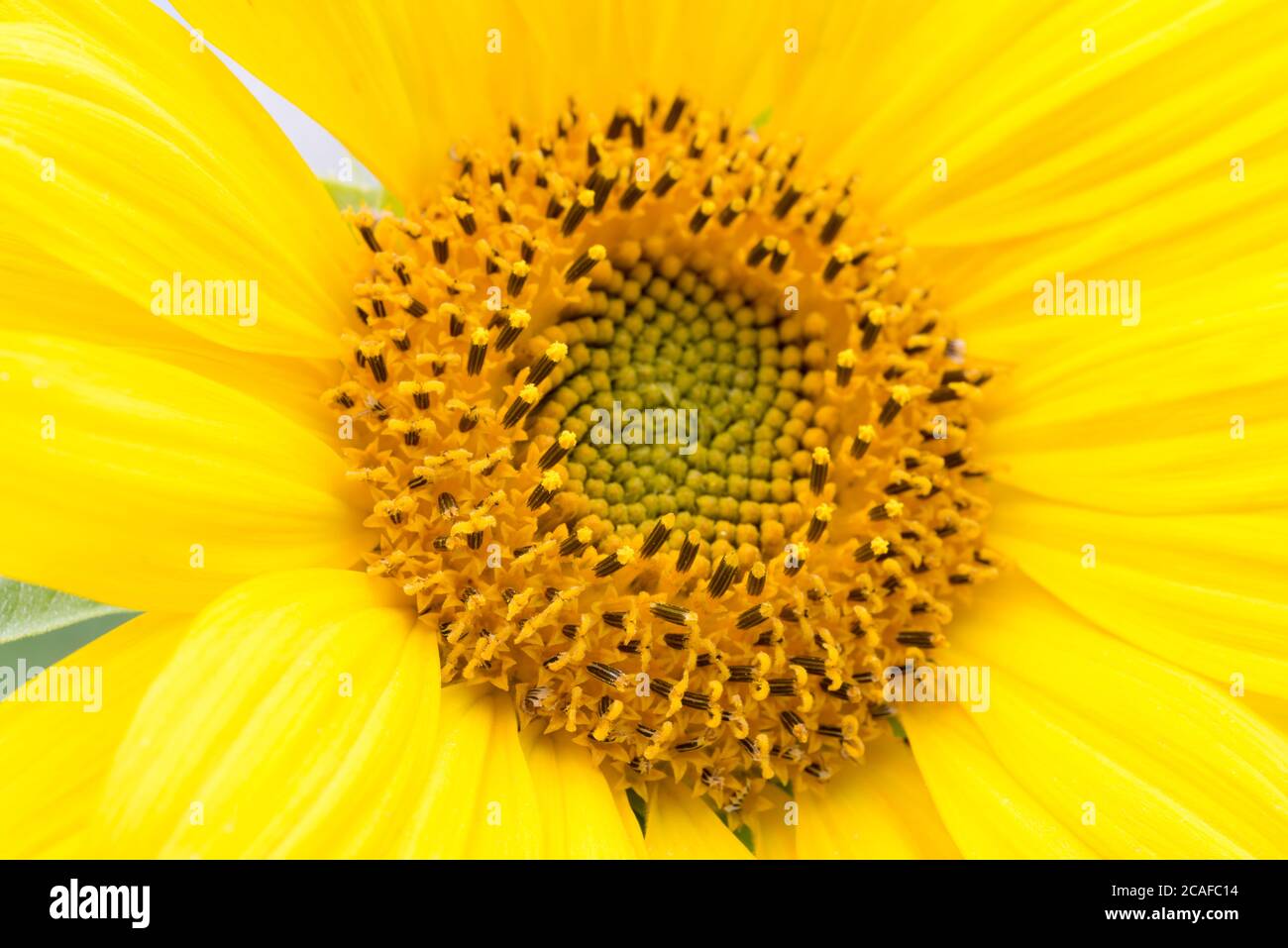 girasole fiore in giardino d'estate al sole giorno macro fuoco selettivo Foto Stock
